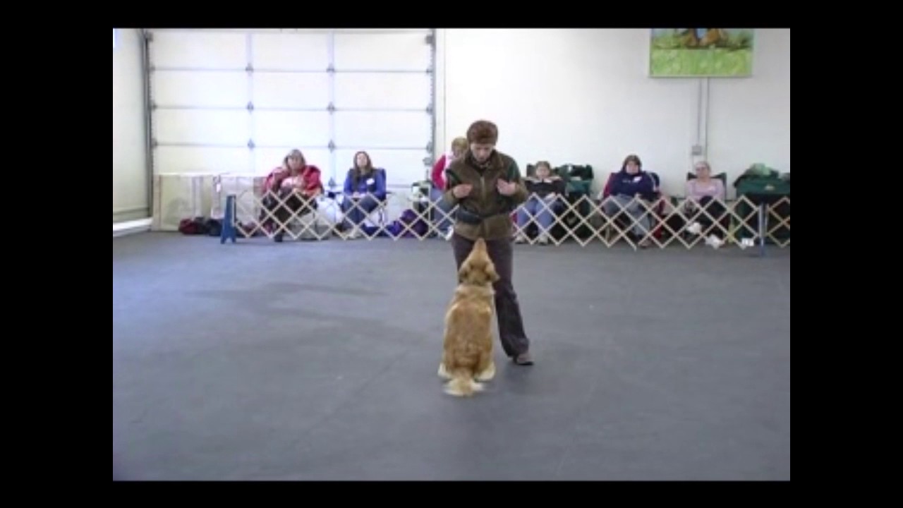 Janice Gunn's Puppy/Novice/Handling & Open/Utility DVD Clip DTA346