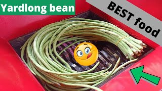 Yardlong Bean Legume Vs Shredder Oddly Satisfying Videos