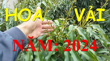 Kỹ thuật làm hoa vải những cây nghẹn hay quá muộn.