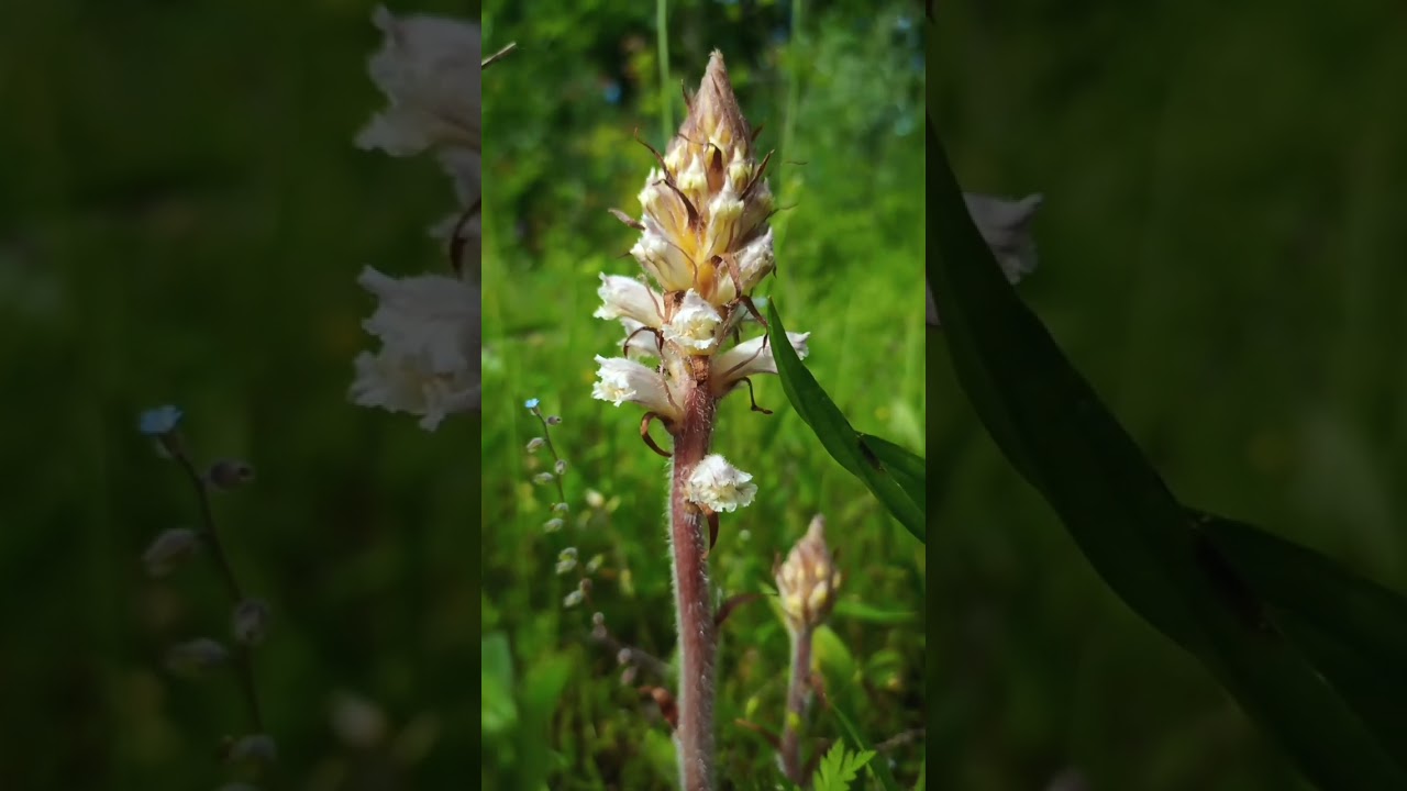 L’Orobanche du trèfle ou la Petite Orobanche, Orobanche minor? Autre?