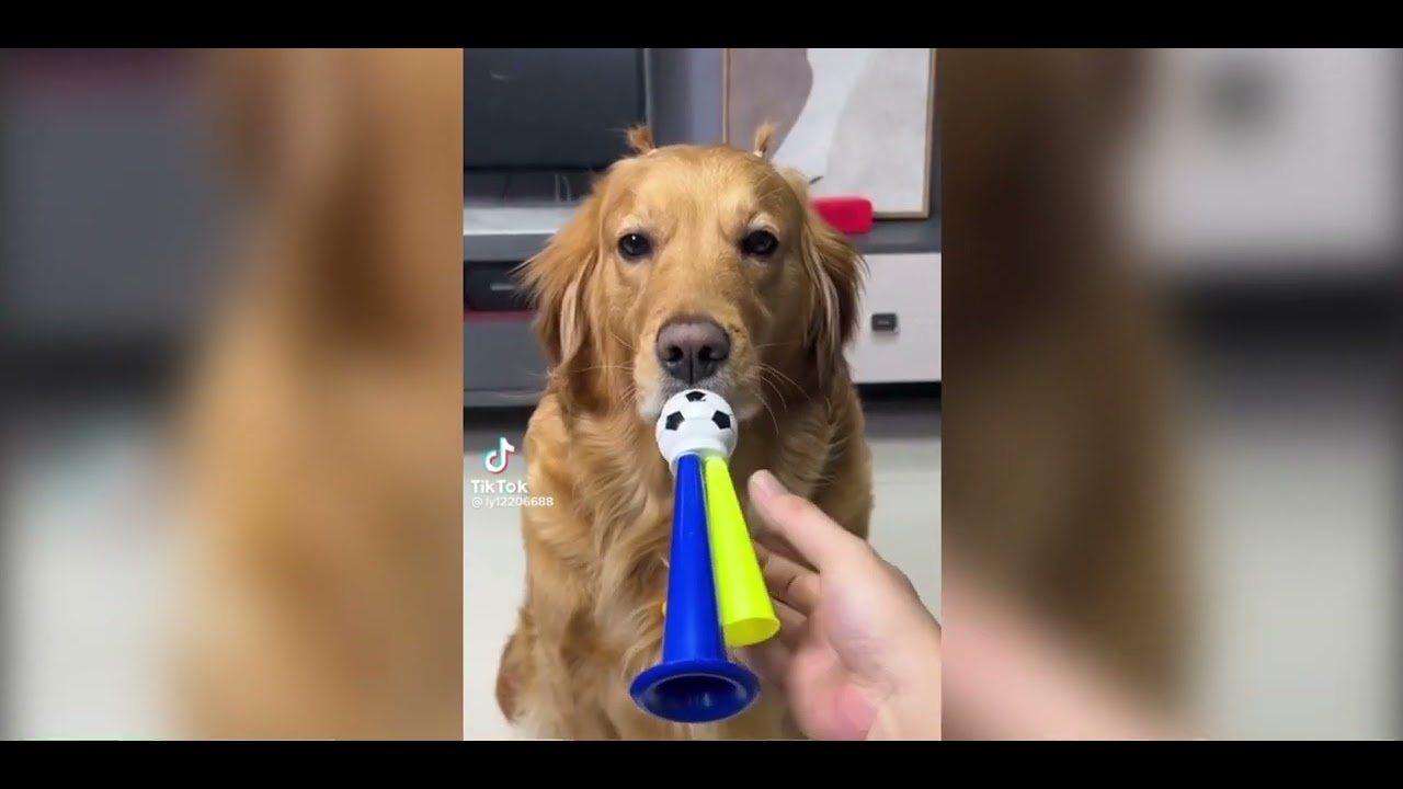 Most Amazing Animals You Wouldn’t Believe @animalniche1630 - YouTube