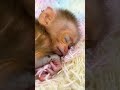 #monkey #adorably #babymonkey #adoreble #cute #animals #pets #funny #adorable