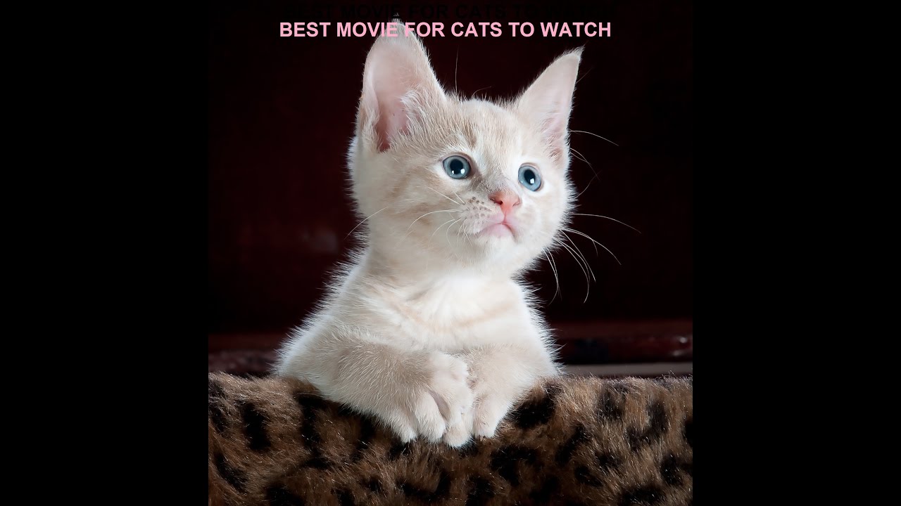 BEST VIDEO FOR CATS TO WATCH YouTube