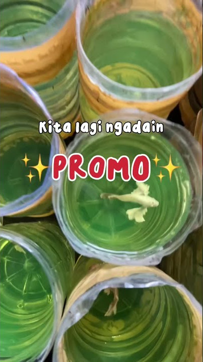 GILAA!!! CUPANG PLAKAT DUMBO EAR CANTIK INI HARGANYA DIBAWAH 50RIBU 😱😭 #shorts #betta #cupang