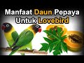 Manfaat Daun Pepaya Untuk Burung Lovebird