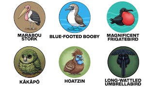 Every Bird That Looks Straight Out of Myth, Explained in 16 Minutes