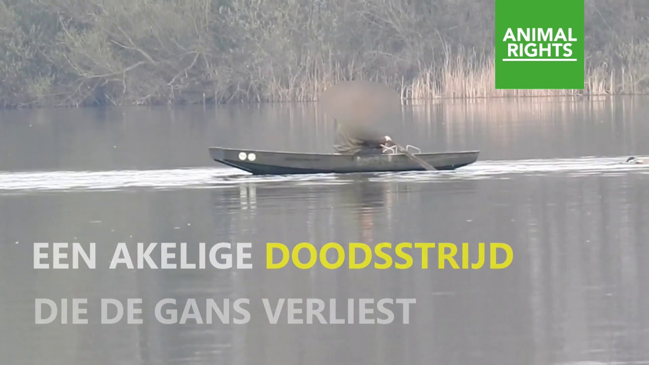 cats inn Vreselijke doodsstrijd voor gans in Reeuwijk