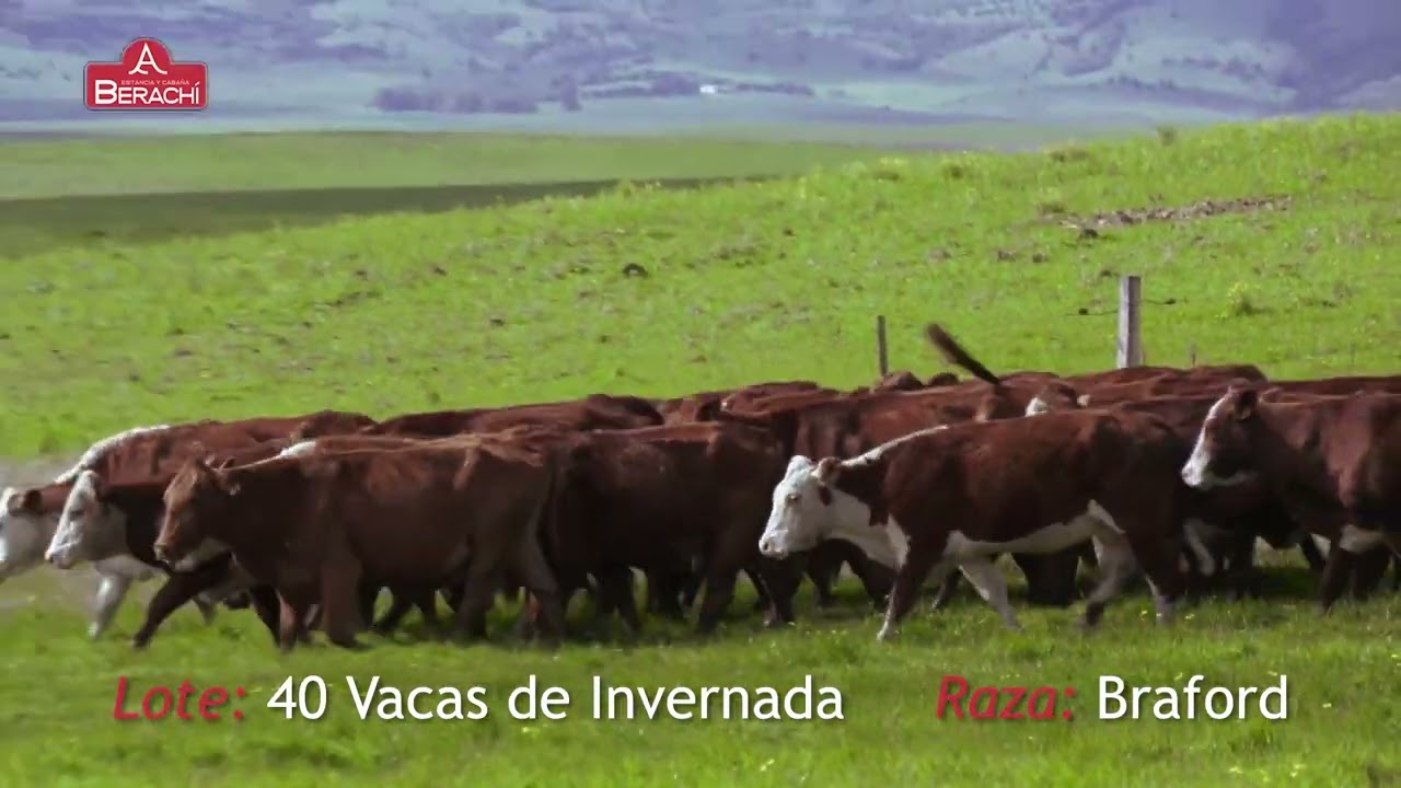 40 Vacas Invernada - YouTube