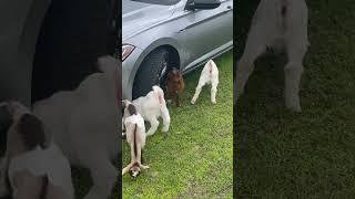 Pig Charges Baby Goat, Sends It Tumbling
