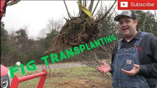 How to Transplant Fig Trees - DIY