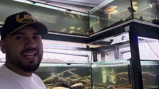 TOUR DO MEIO DE ANO PELA FRANCO AQUARISMO, A LOJA COM PEIXES MAIS RAROS E EXÓTICOS QUE VOCÊ JÁ VIU!!