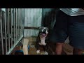 How to help dog to give birth, American Bully give birth, 1 lang ang puppy,muntik pang mamatay