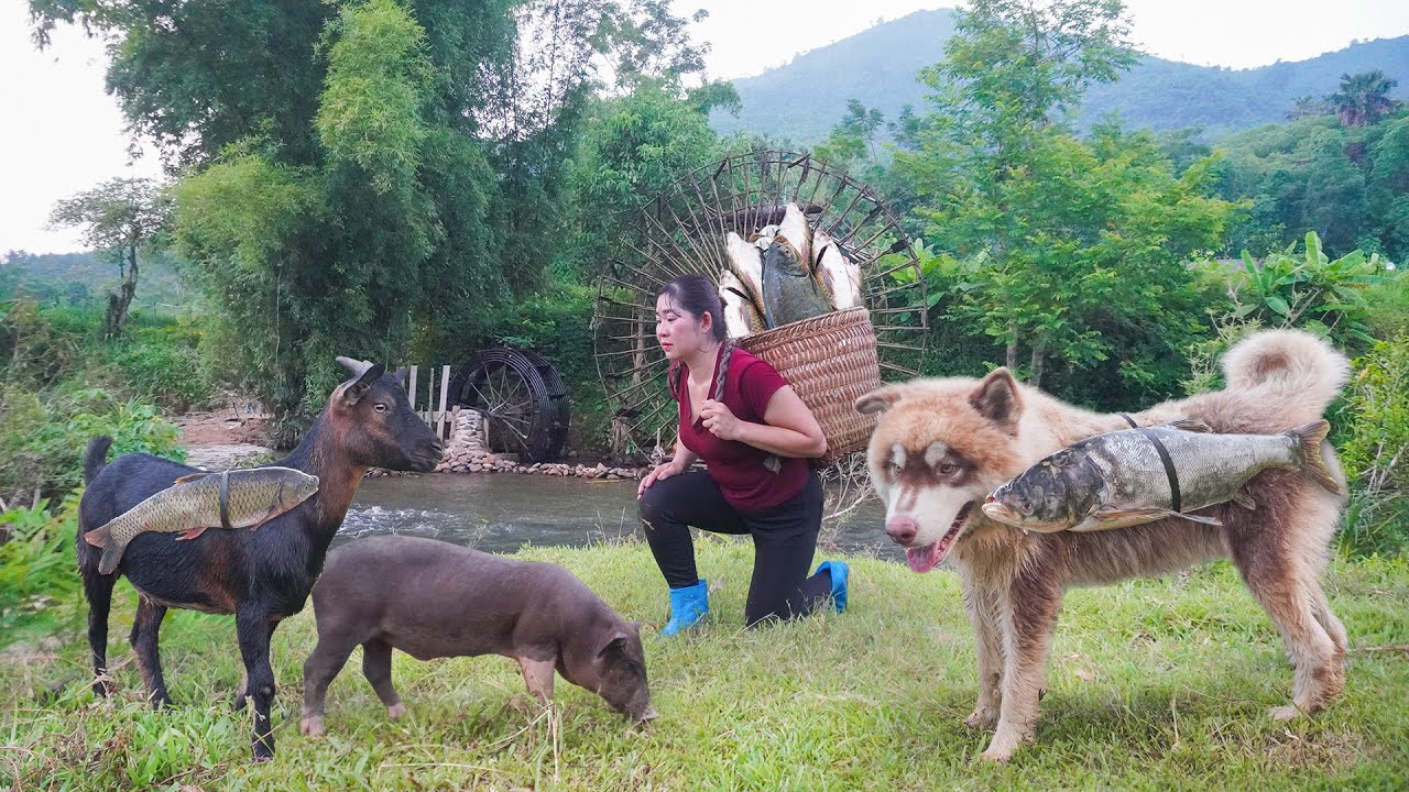 Cross deep water to make fishing traps - Goat, dog and pig help the girl catch many fish