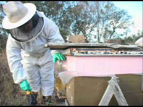 Vídeo: Como Alimentar As Abelhas No Inverno