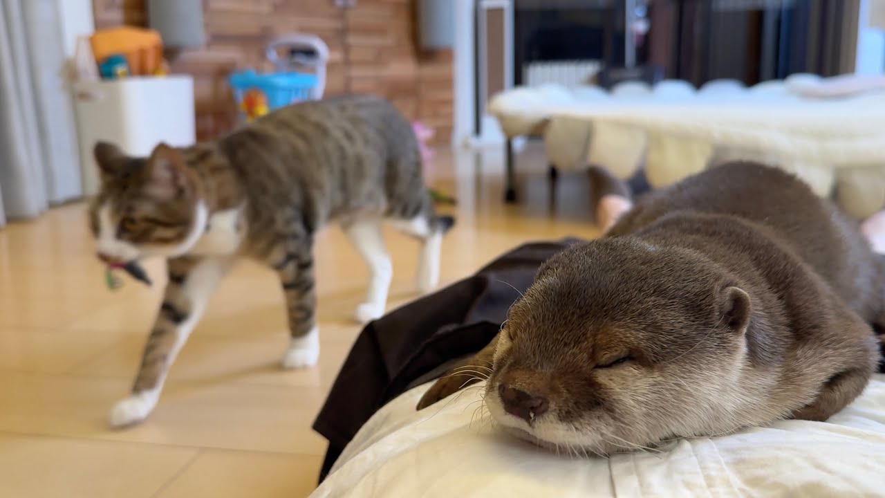 「とってこーい」する猫と「おっ寝よー」するカワウソ A kitten playing right in front of a sleeping otter