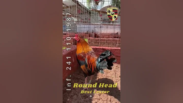 Round Head, sangres provenientes de Best Lester @l...