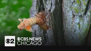 Watch Live: Cicada Cam! Monday, May 20th | CBS News Chicago