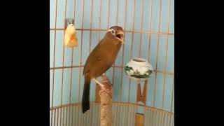 pancingan burung wambi cocok buat masteran murai batu anda