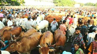 শর হয গল করবন গরর হট Cow Haat 2018 Gorur Haat 2018