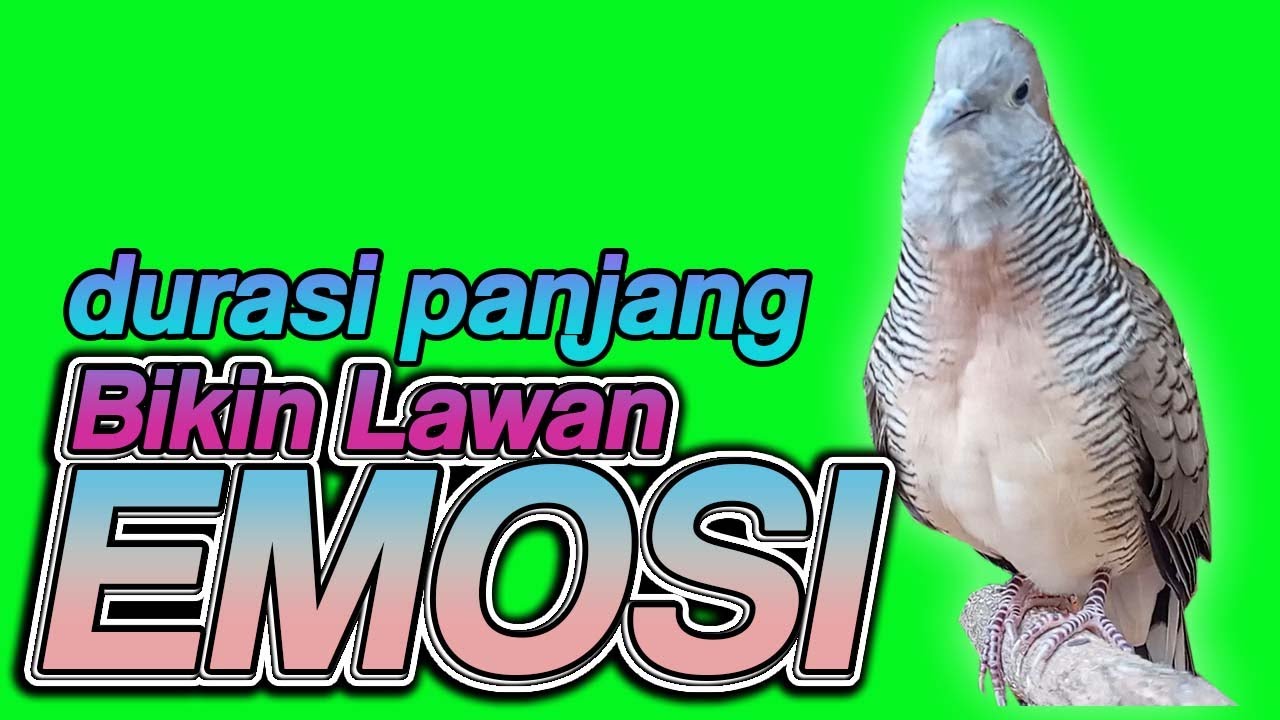 Perkutut lokal GACOR pandai menarik SUARA lawan DURASI PANJANG.