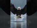 The power of a Bald Eagle is TERRIFYING! 🦅🌊 #Shorts