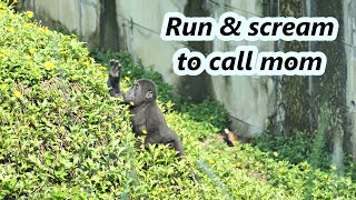 Little gorilla Ringo suddenly ran and scream to call mom. / 大猩猩Ringo突然奔跑尖叫找媽媽