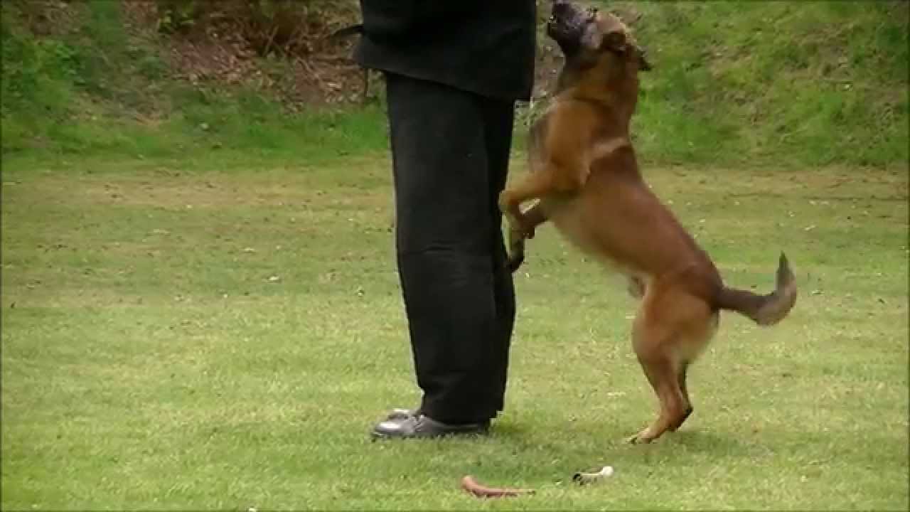 KNPV PH1 Keuring Tino Kleine Schaars met  Directeur  een xMH reu