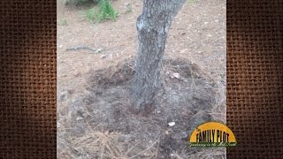 Q&A – Was my dead dogwood tree planted too deep?