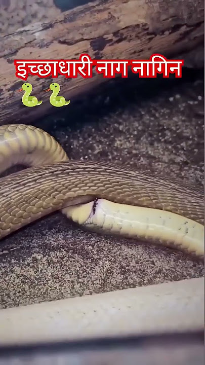 chhed milan ke mitwa, chhed milan ke mitwa ringtone, chhed milan ke mitwa dj song, chhed milan ke mi