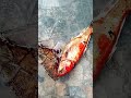 kasian ikan papa mati semua #shorts #funny #comedy #trending