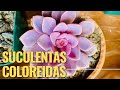 4 CONSEJOS PARA TENER SUCUENTAS DE COLORES MAS LLAMATIVOS