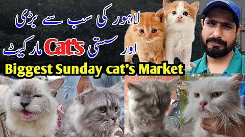 Video 11779361: persian, quality cat, pets