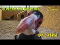 Почему не болеют фазаны 2 серия. Why pheasants don't get sick 2.