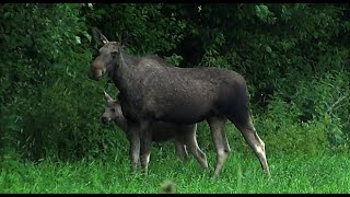 Elkcow (The European elk 1) with calves