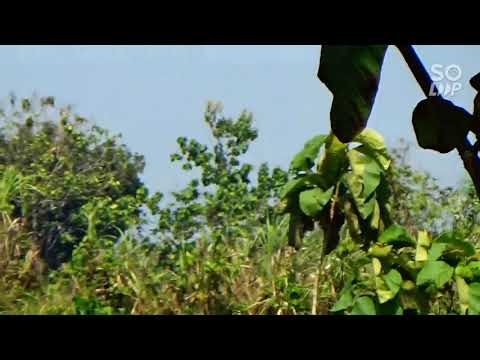 berburu tekukur dan ayam hutan