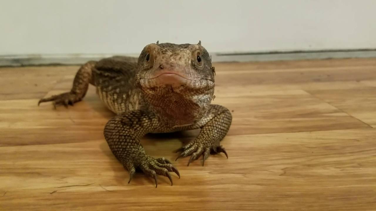 lizard skin grips Sharptooth eating a new treat!