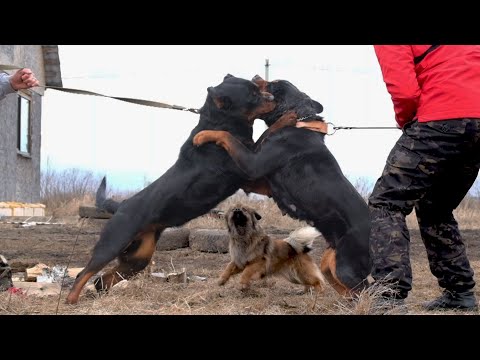 Ротвейлер vs Ротвейлер. Такого я не ожидал! Rottweiler vs Rottweiler. I didn't expect this!