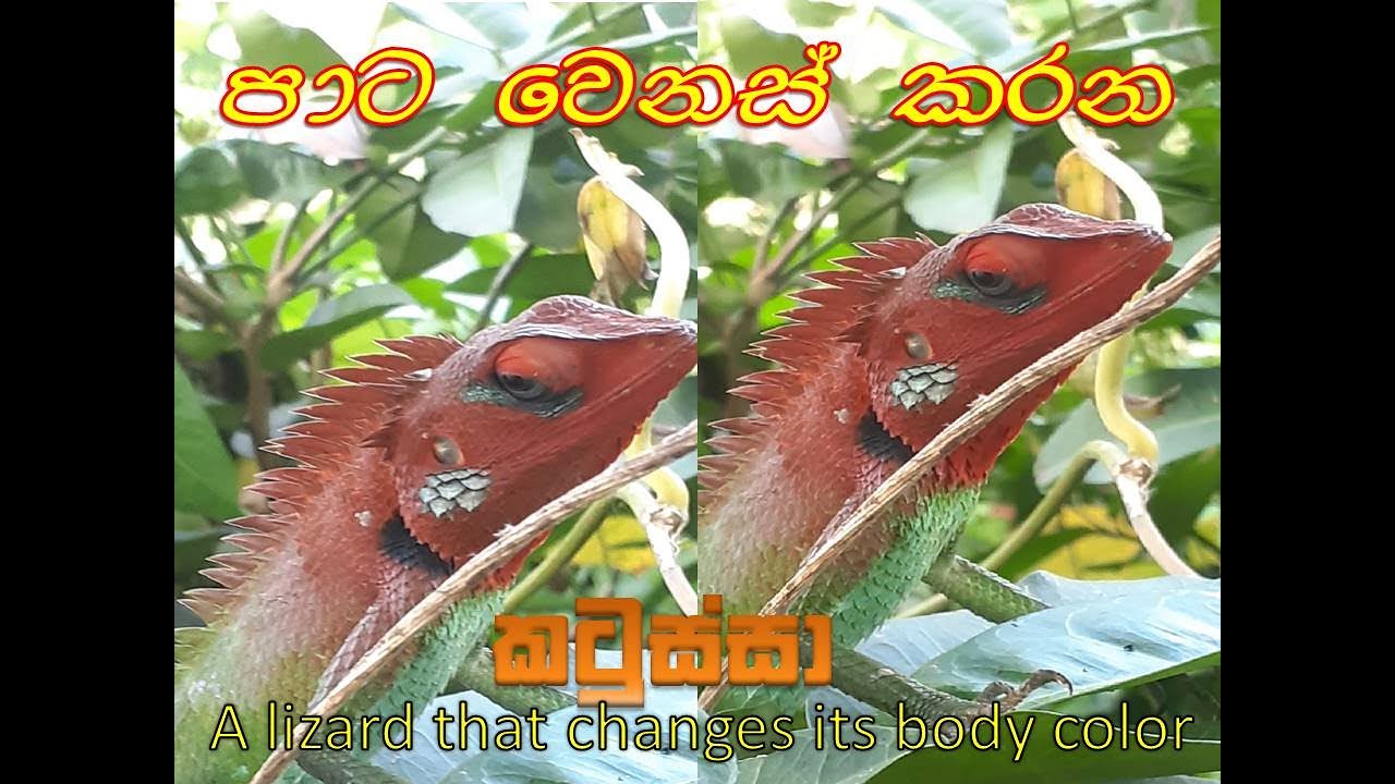 පාට ෙවනස් කරන කටුස්සා  Color changing lizard