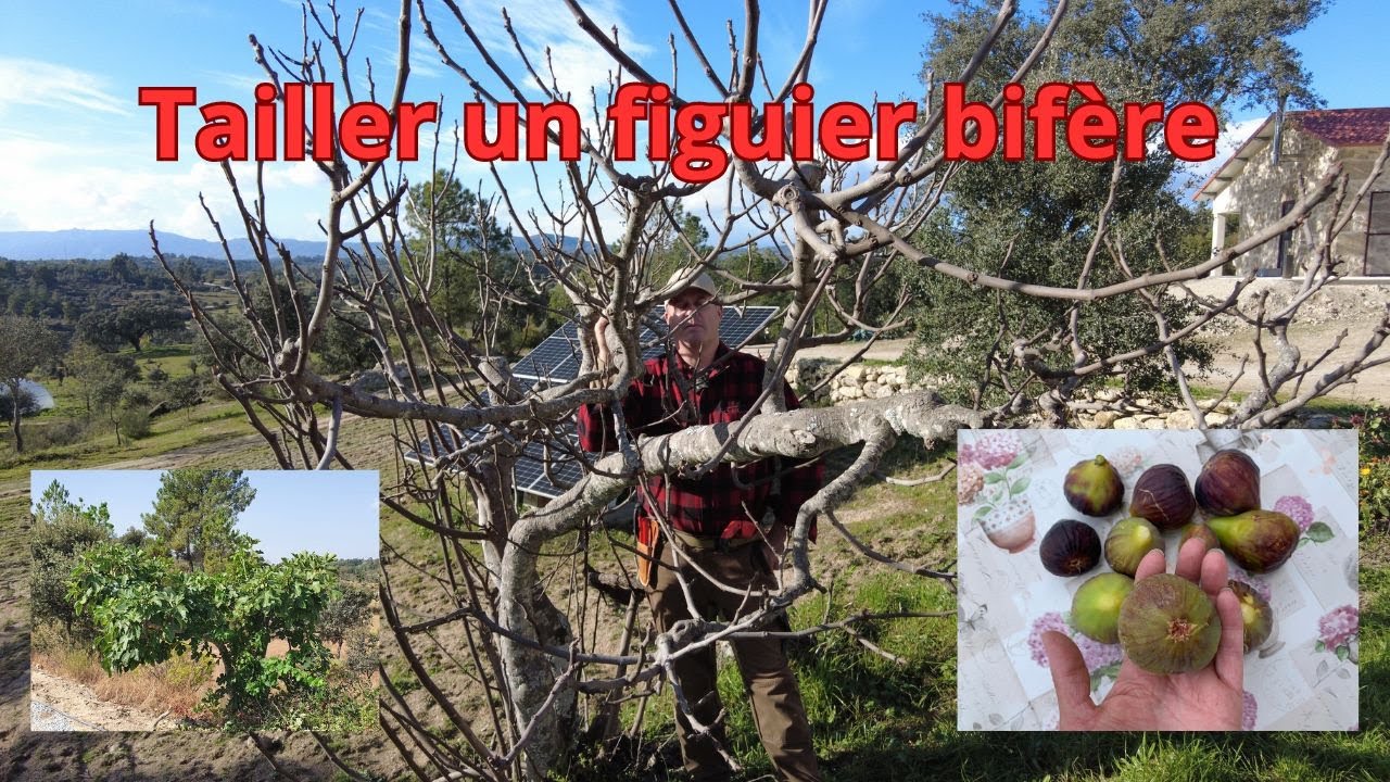 Figuier#5: tailler un figuier bifère