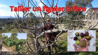 Figuier: tailler un figuier bifère