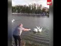 Лебеди откликнулись на зов хозяина в Житикаре