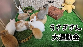子ウサギちゃん大運動会！【うさぎ専門店monLapin】