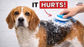 7 Bathing and Grooming MISTAKES That IMPACT Your Dog More Than You Realize