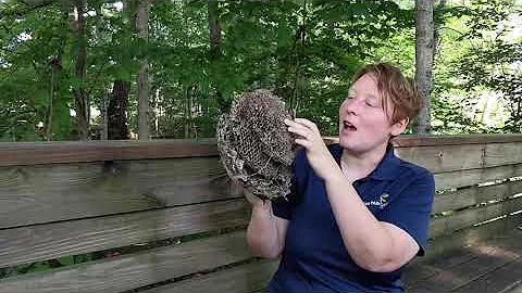 Wednesday Wonders - How do wasps build their nests?