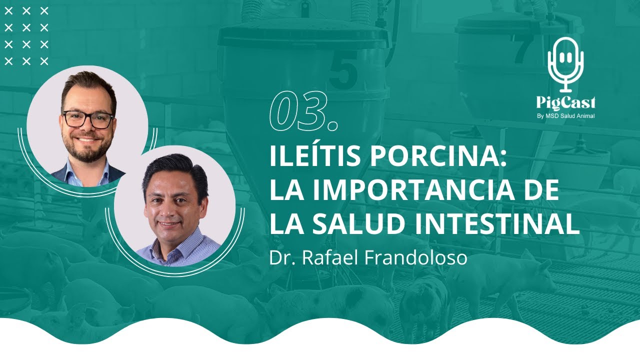 Ileítis Porcina: La Importancia de La Salud Intestinal