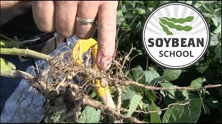 Soybean School: How much nitrogen and when?