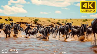 Our Planet | Great Migration of Africa Wildlife  Soothing Piano Music with Video 4K UHD 60 FPS