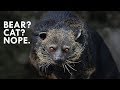 Binturong: The Bearcat that is Neither Bear nor Cat