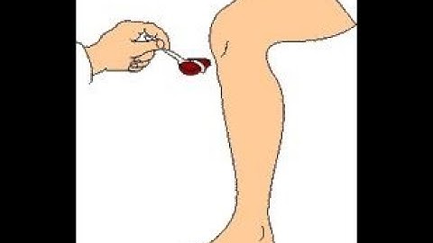 REFLEXES (monosynaptic & polysynaptic)