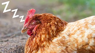 One Action Can Make The Chicken Fall Asleep Quickly by Petit World 777 views 4 months ago 2 minutes, 43 seconds